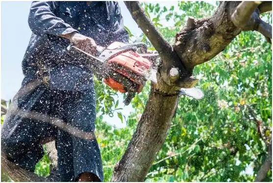 tree services Zapata